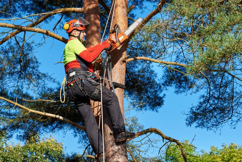 Tree Felling and Removal
